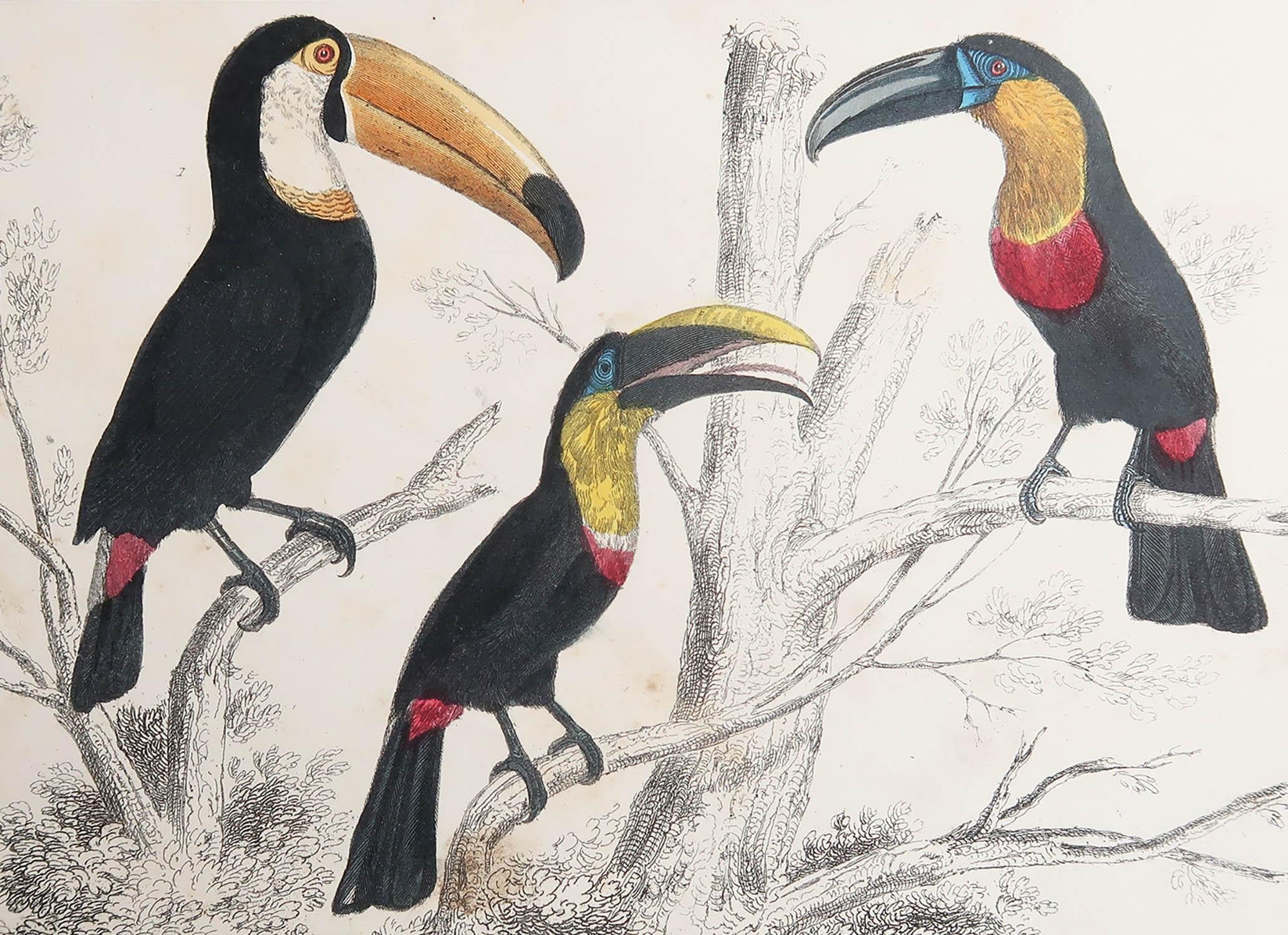 Grande immagine di tucani

Senza cornice. In questo modo si ha la possibilità di creare un set di cornici a scelta.

Litografia dopo Cpt. Brown con colori originali a mano.

Pubblicato, 1847.

Spedizione gratuita





