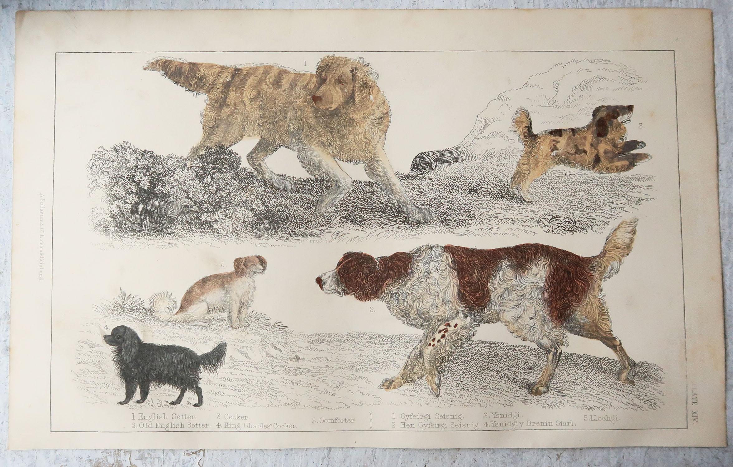 Folk Art Original Antique Print of Dogs, 1847, 'Unframed'
