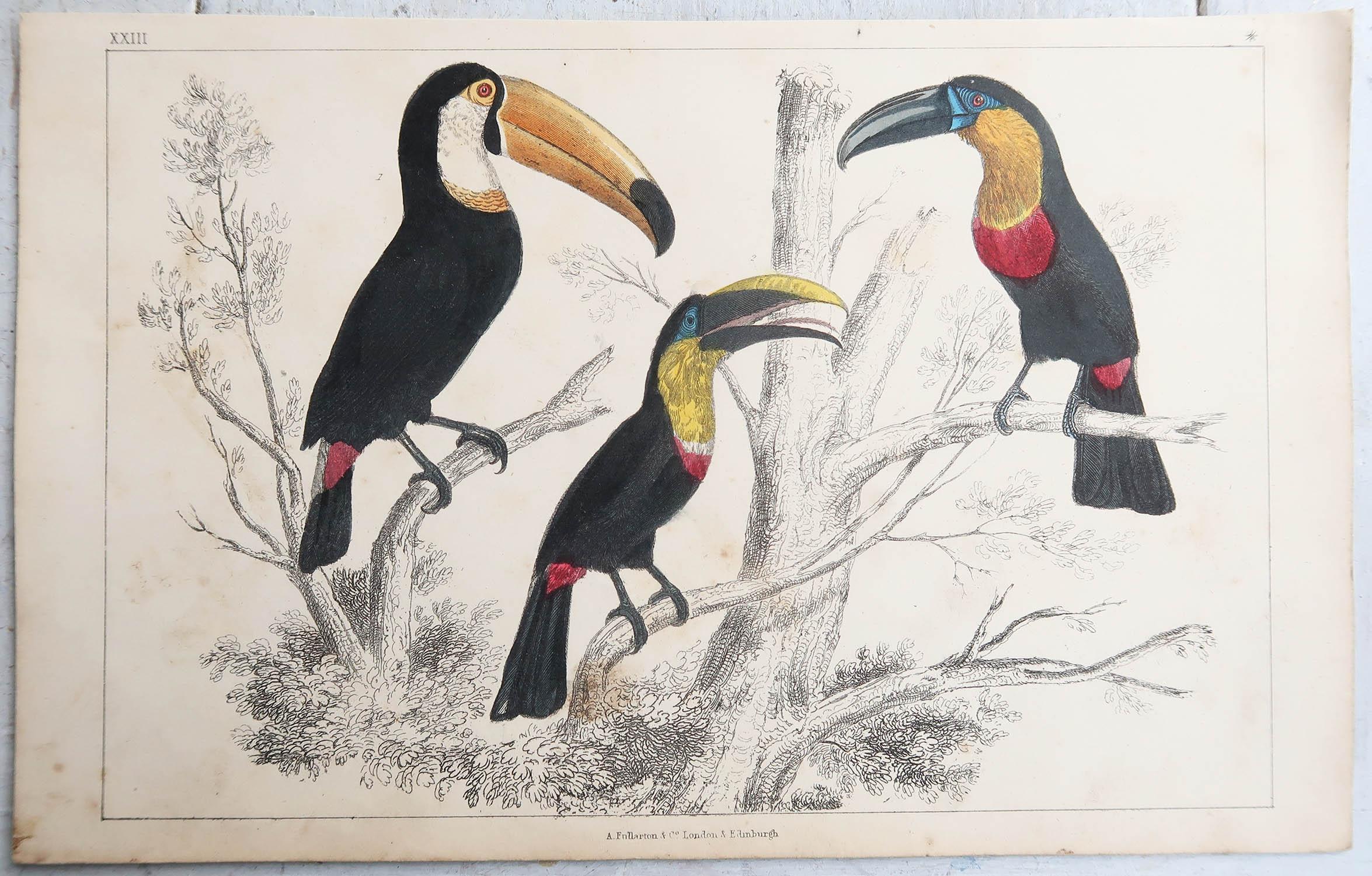 Arte popolare Stampa antica originale di Tucani, 1847, 'Senza cornice' in vendita