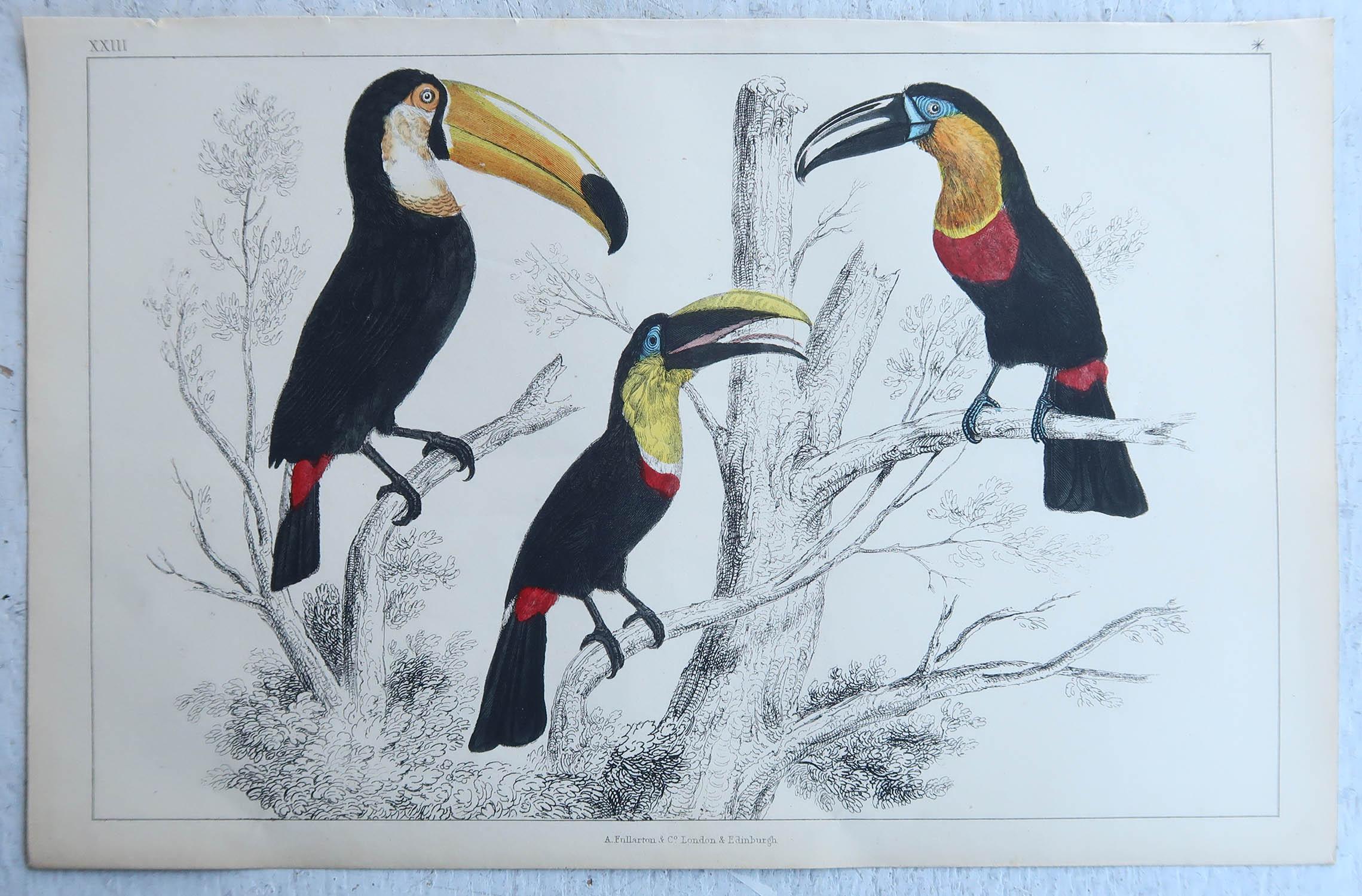 English Original Antique Print of Toucans, 1847, 'Unframed' For Sale