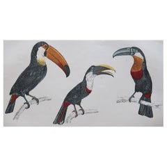 Original Antique Print of Toucans, 1847 'Unframed'