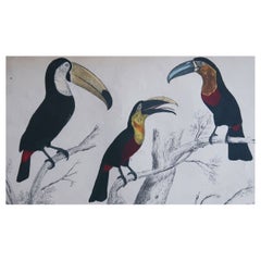 Original Antique Print of Toucans, 1847, 'Unframed'