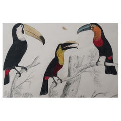 Original Antique Print of Toucans, 1847, 'Unframed'