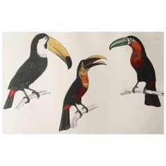 Original Antique Print of Toucans, 1847, 'Unframed'