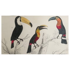 Original Antique Print of Toucans, 1847, 'Unframed'
