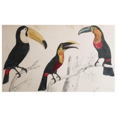 Original Antique Print of Toucans, 1847, 'Unframed'