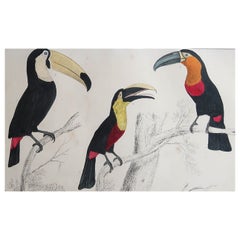 Original Antique Print of Toucans, 1847, 'Unframed'