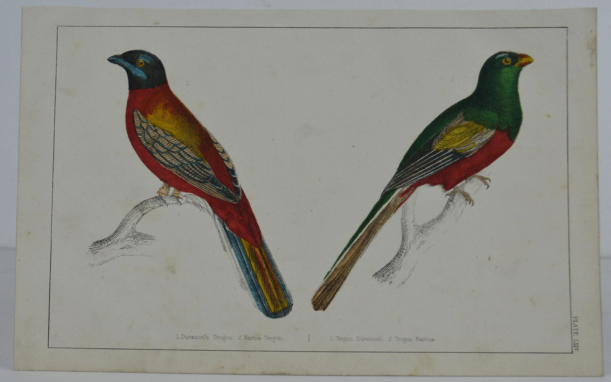Great image of trogons

Unframed. It gives you the option of perhaps making a set up using your own choice of frames.

Lithograph after Cpt. Brown with original hand color.

Published 1847.

Free shipping.




 