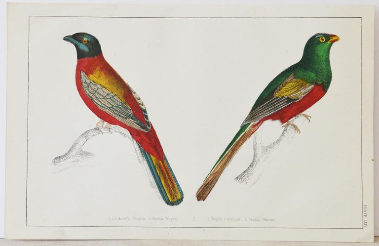 Great image of trogons

Unframed. It gives you the option of perhaps making a set up using your own choice of frames.

Lithograph after Cpt. brown with original hand color.

Published, 1847.

Free shipping.




 