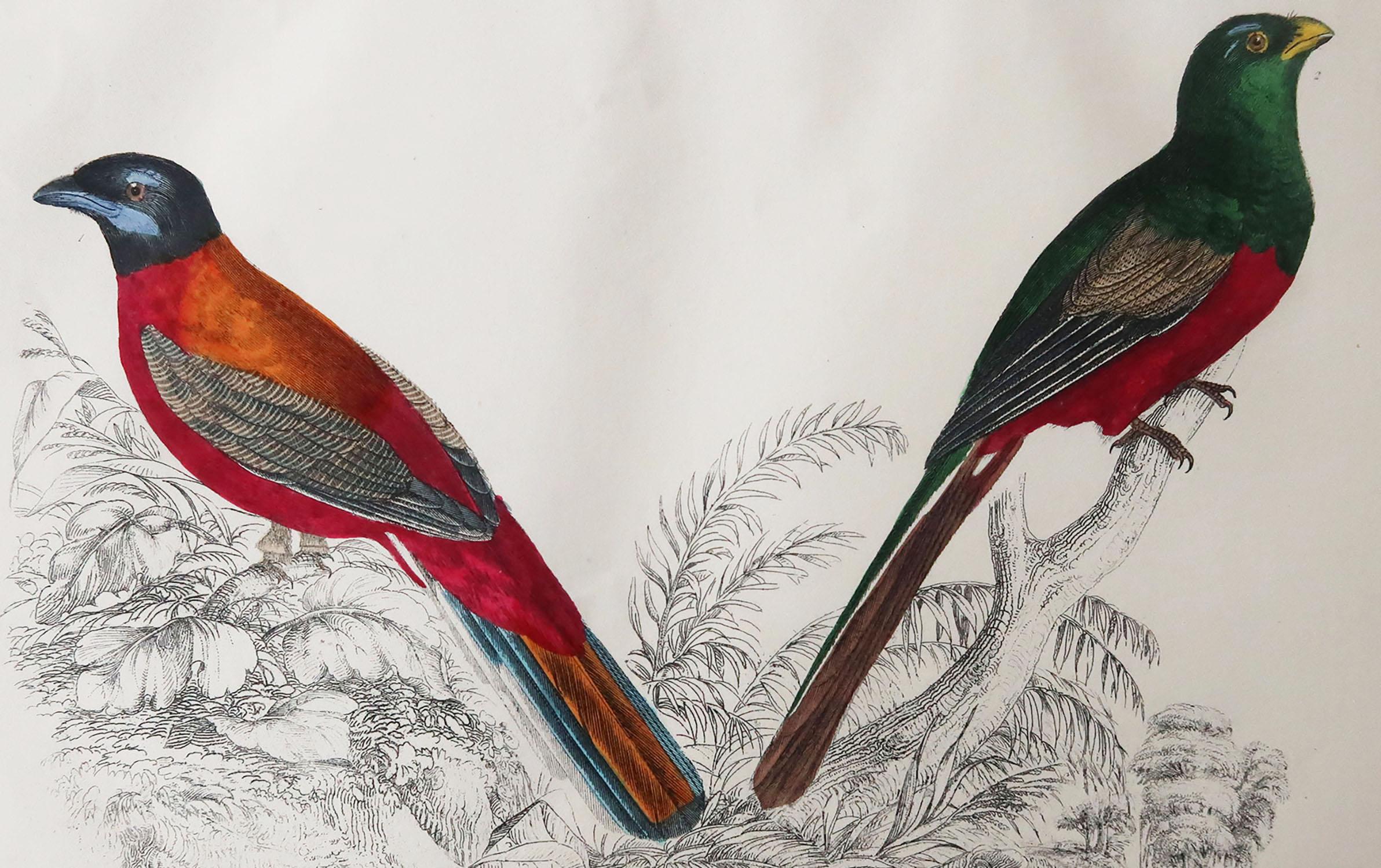 Great image of trogons

Unframed. It gives you the option of perhaps making a set up using your own choice of frames.

Lithograph after Cpt. brown with original hand color.

Published, 1847.

Free shipping.




 