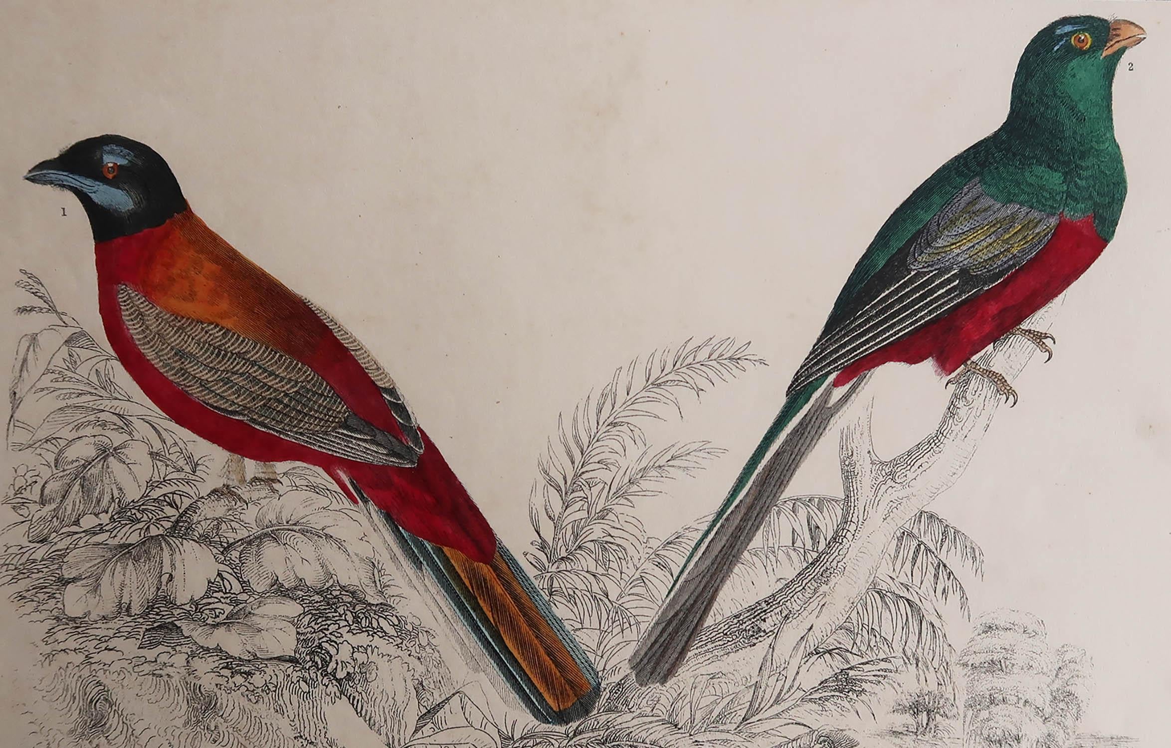Great image of trogons

Unframed. It gives you the option of perhaps making a set up using your own choice of frames.

Lithograph after Cpt. brown with original hand color.

Published, 1847.






