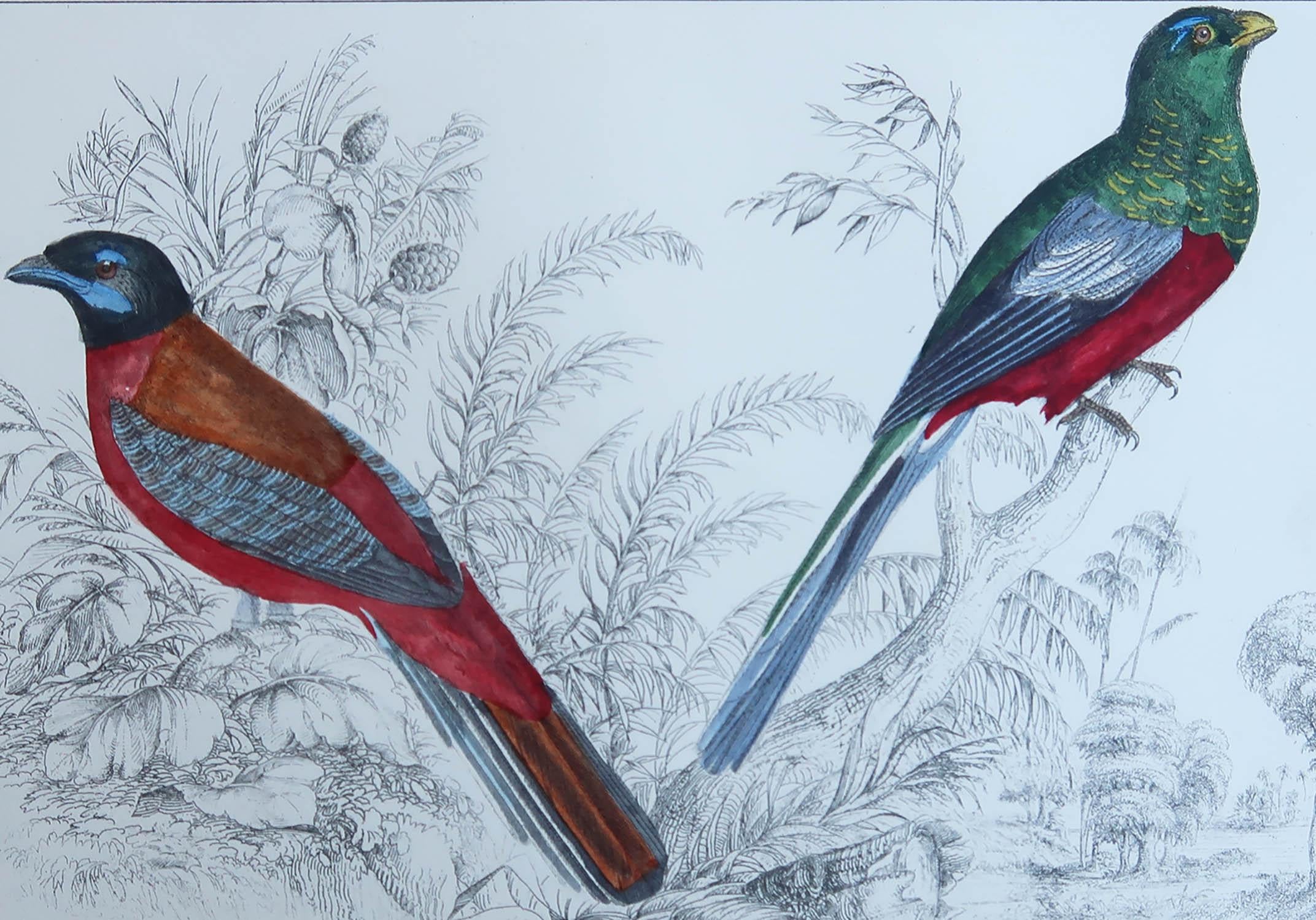 Belle image de trogons

Non encadré. Il vous donne la possibilité de réaliser un montage en utilisant les cadres de votre choix.

Lithographie d'après le Cpt. Brown avec couleur originale à la main.

Publié en 1847.

Expédition gratuite






