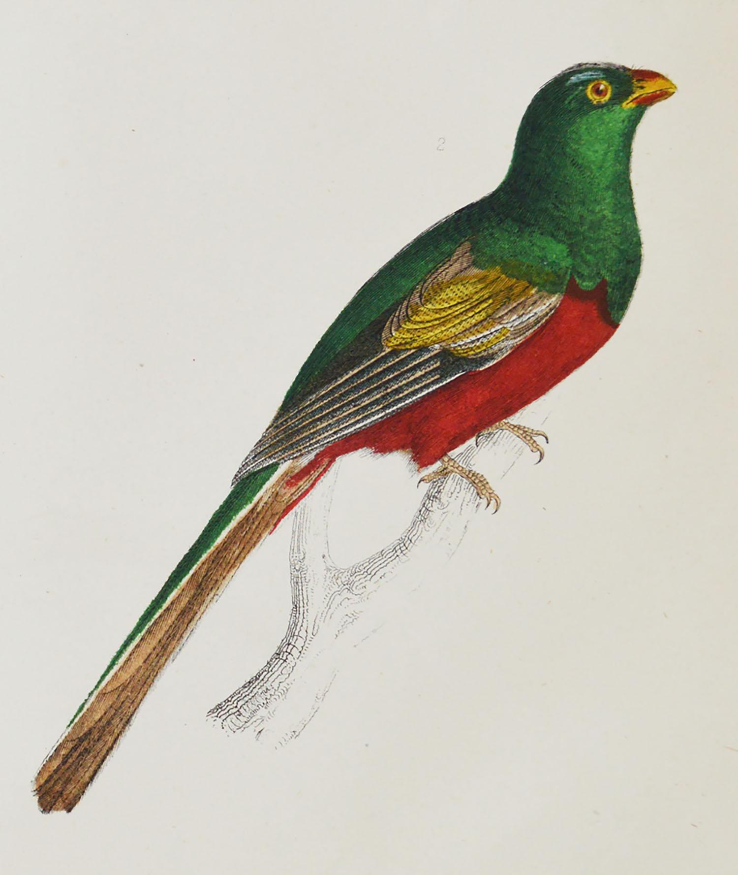 Folk Art Original Antique Print of Trogons, 1847 'Unframed'