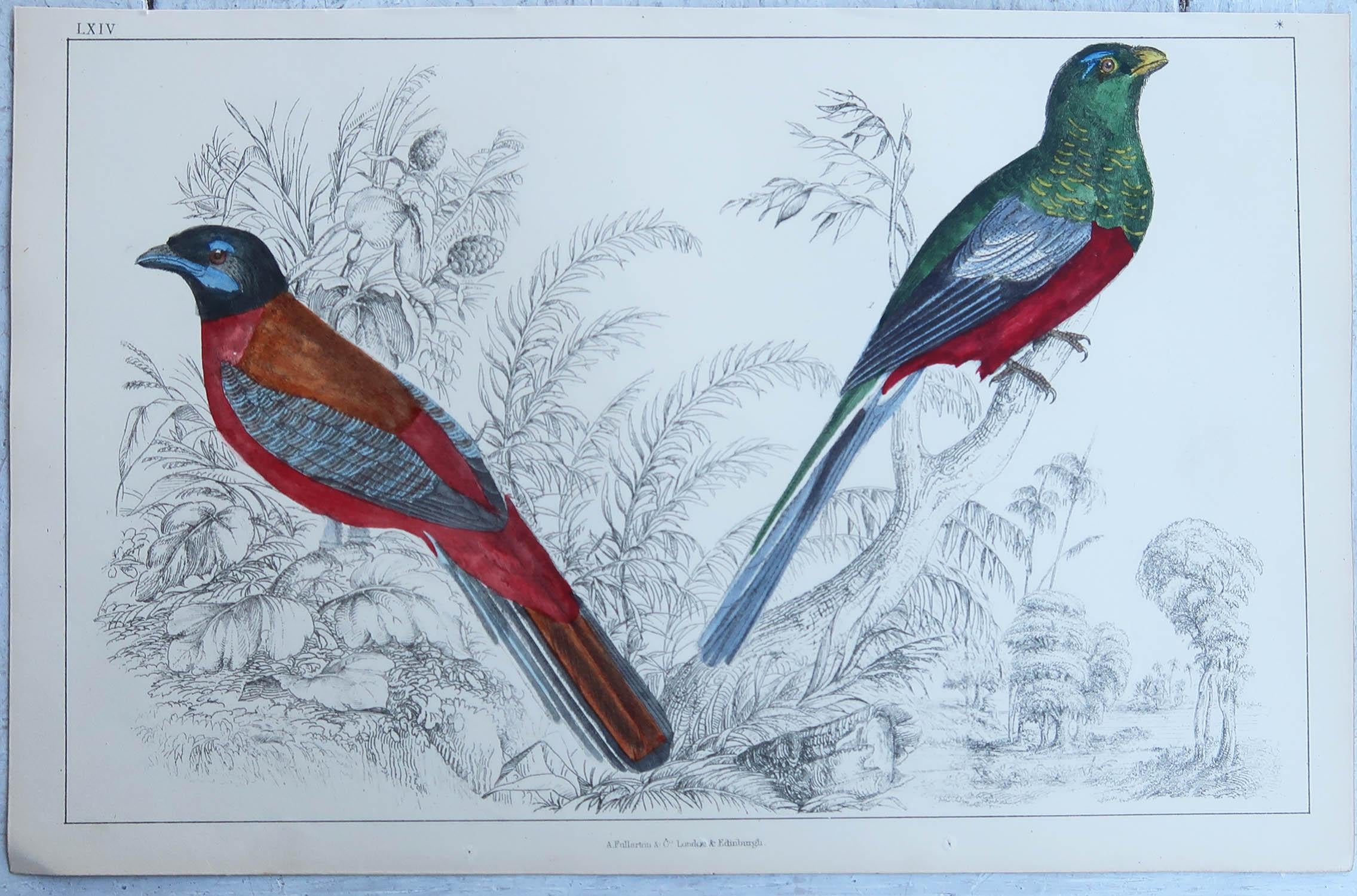 Artisanat Impression originale ancienne de Trogons, 1847, non encadrée en vente