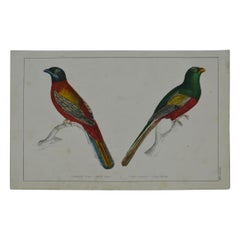 Original Antique Print of Trogons, 1847 'Unframed'