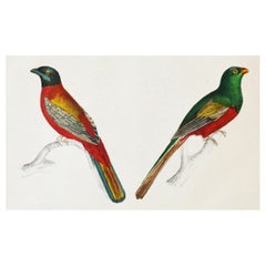 Original Antique Print of Trogons, 1847 'Unframed'