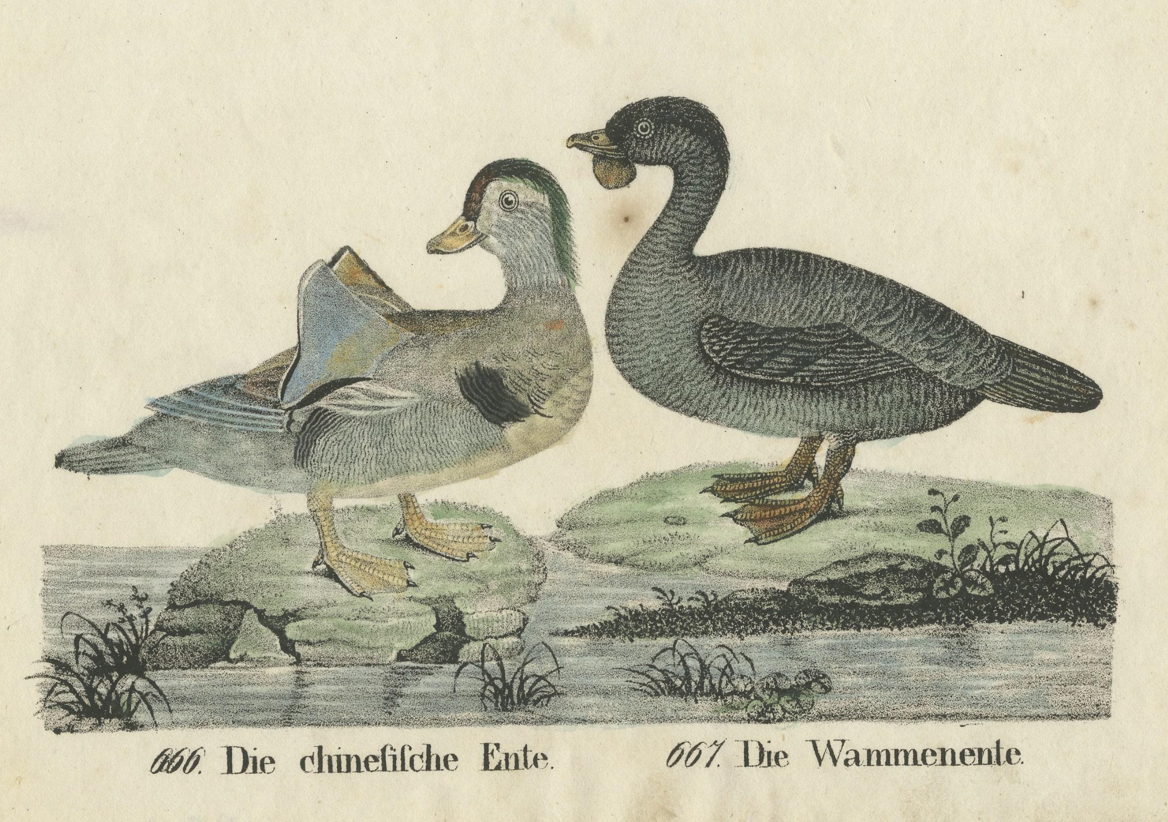 Antique print titled 'Die chinesische Ente - Die Wammenente'. This print shows two ducks (one of them is most likely a Mandarin Duck). This print originates from 
