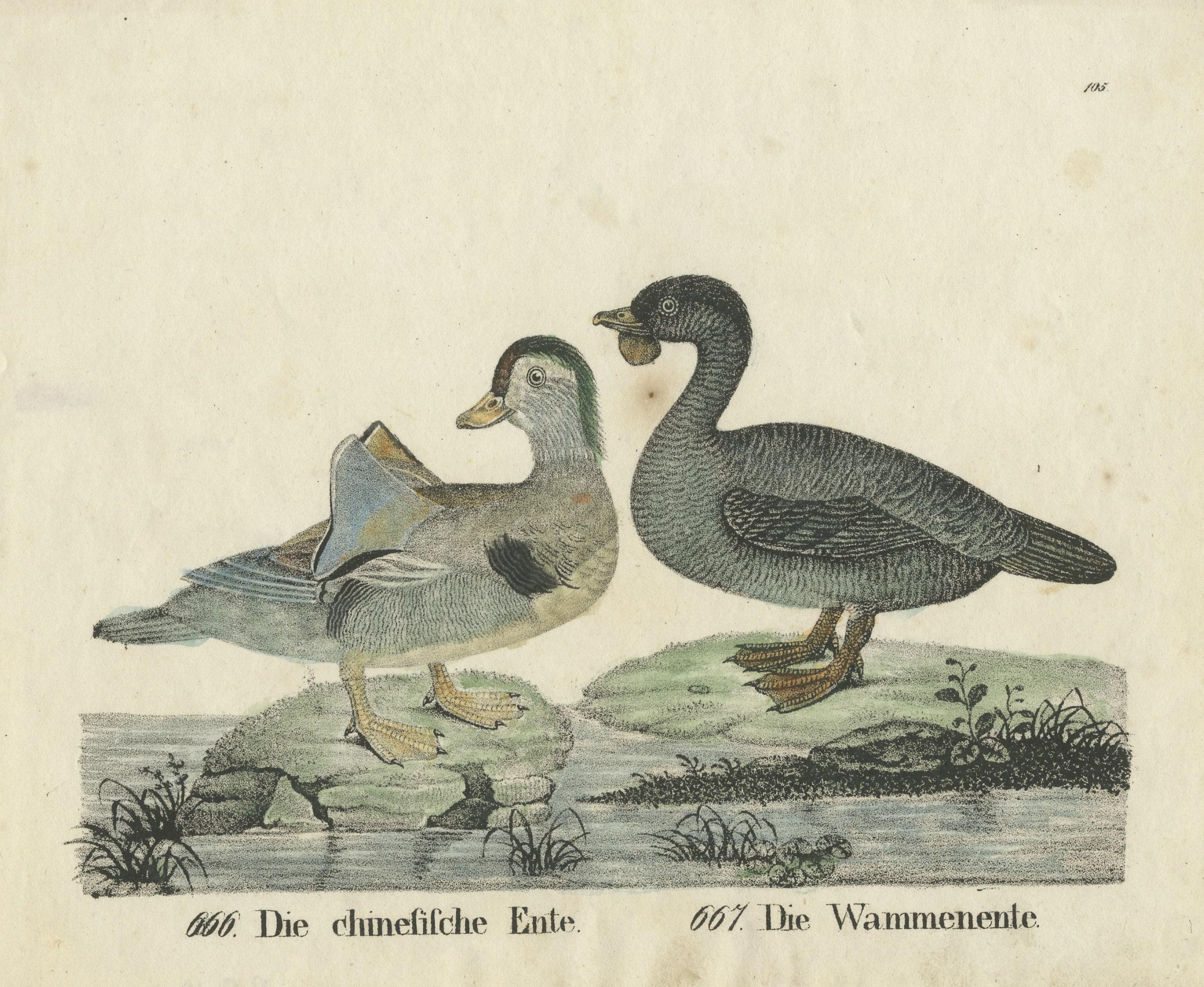 Original Antique Print of two Duck species In Fair Condition For Sale In Langweer, NL