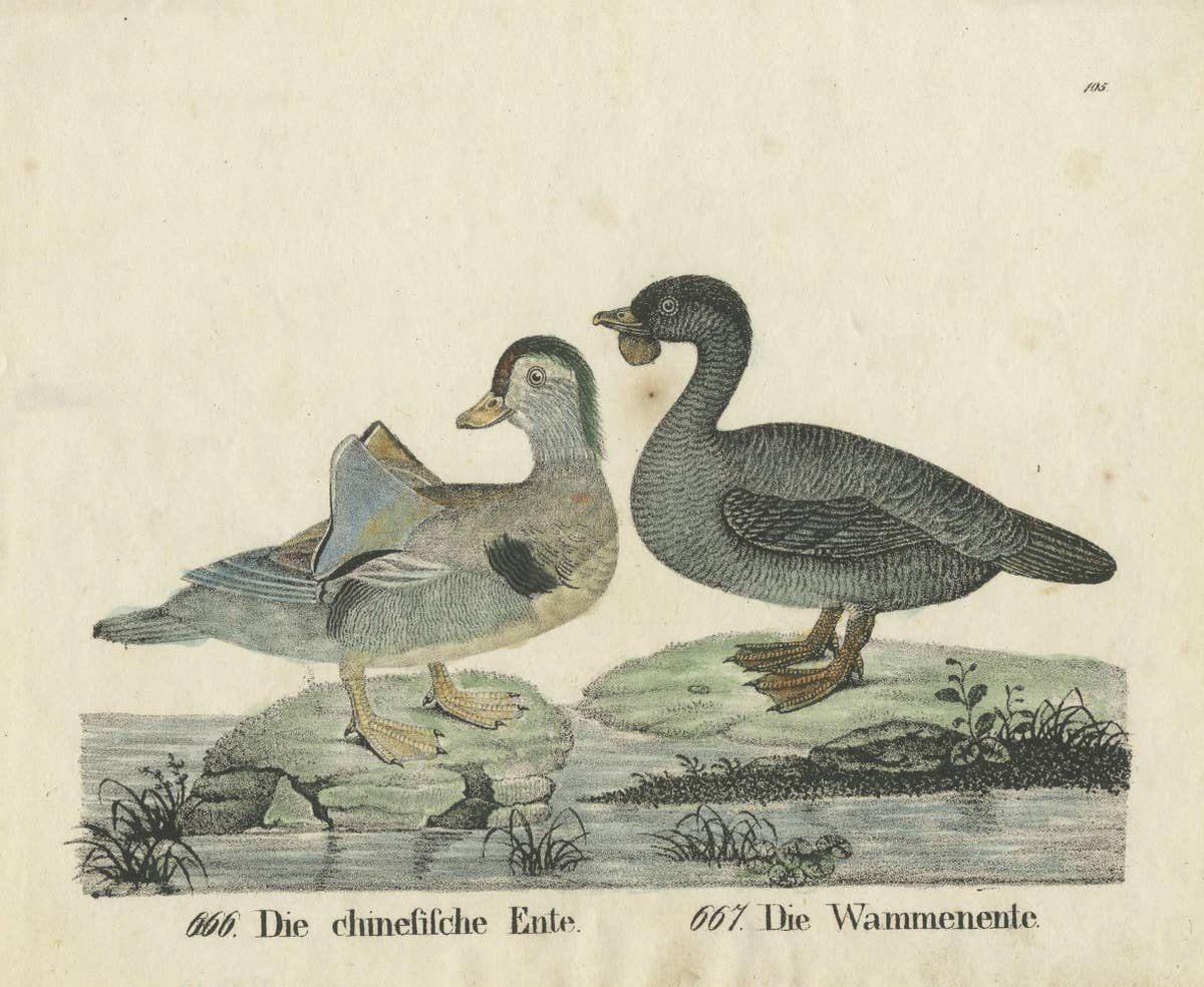 Original Antique Print of two Duck species