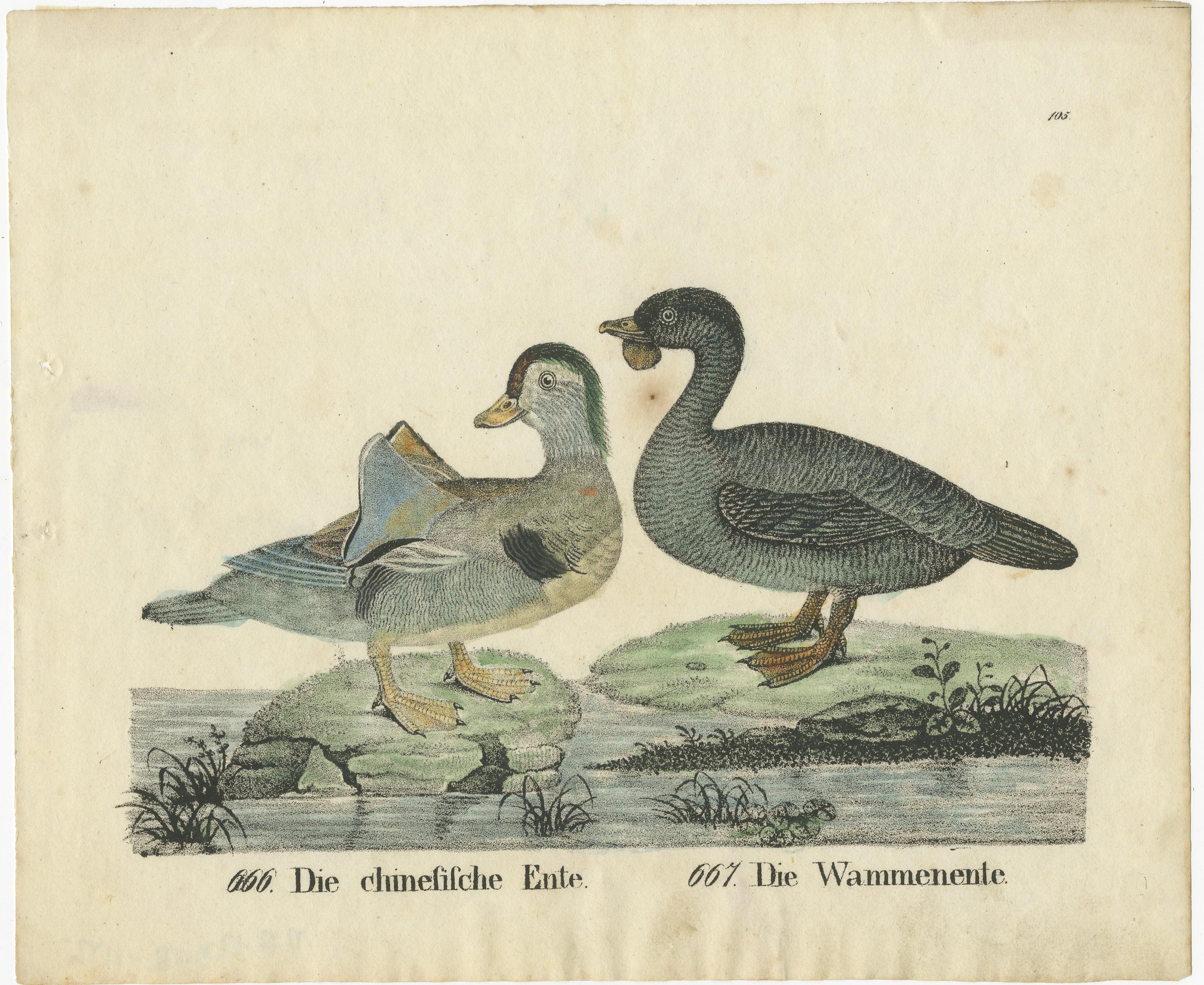 19th Century Original Antique Print of two Duck species For Sale