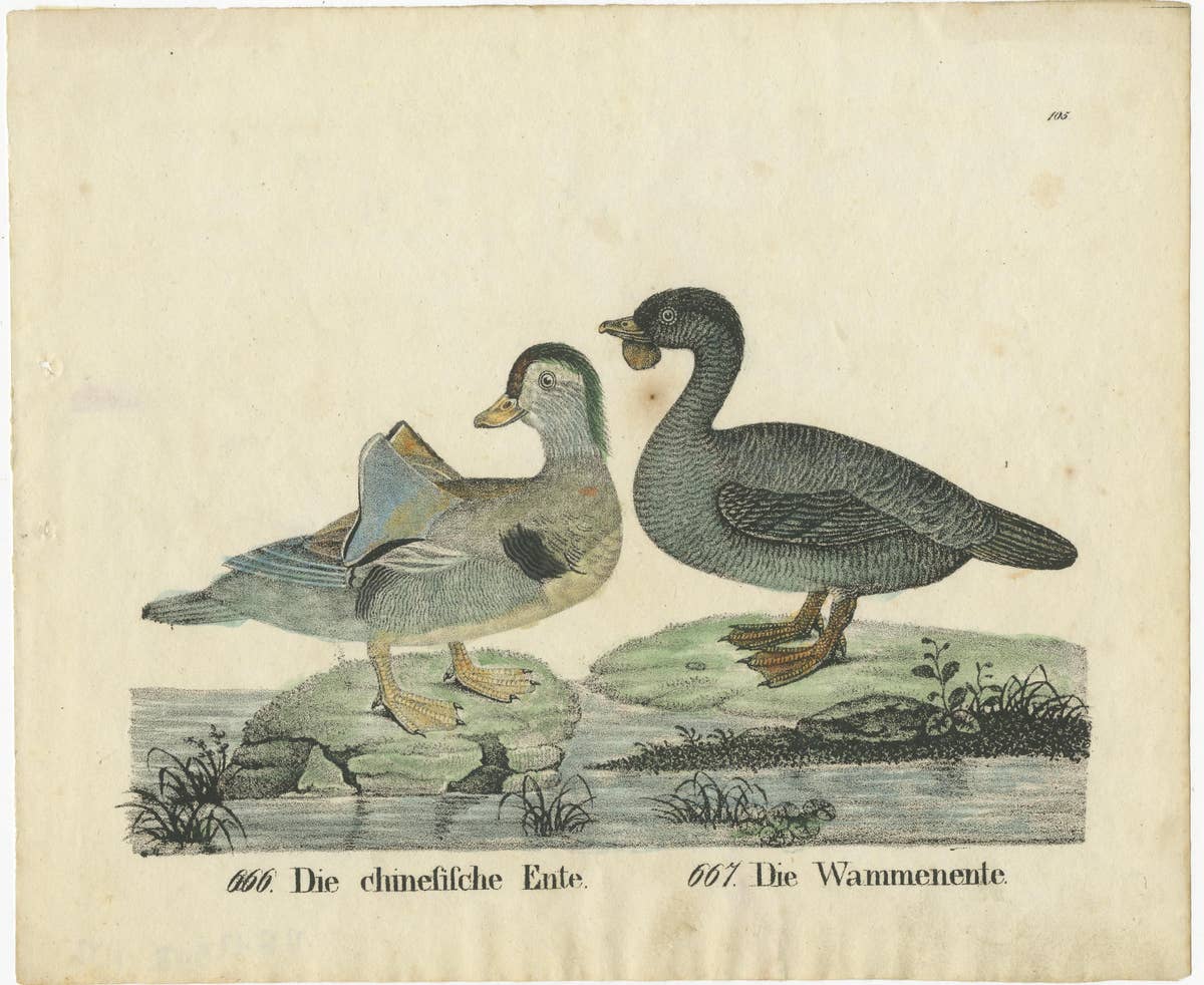 Original Antique Print of two Duck species