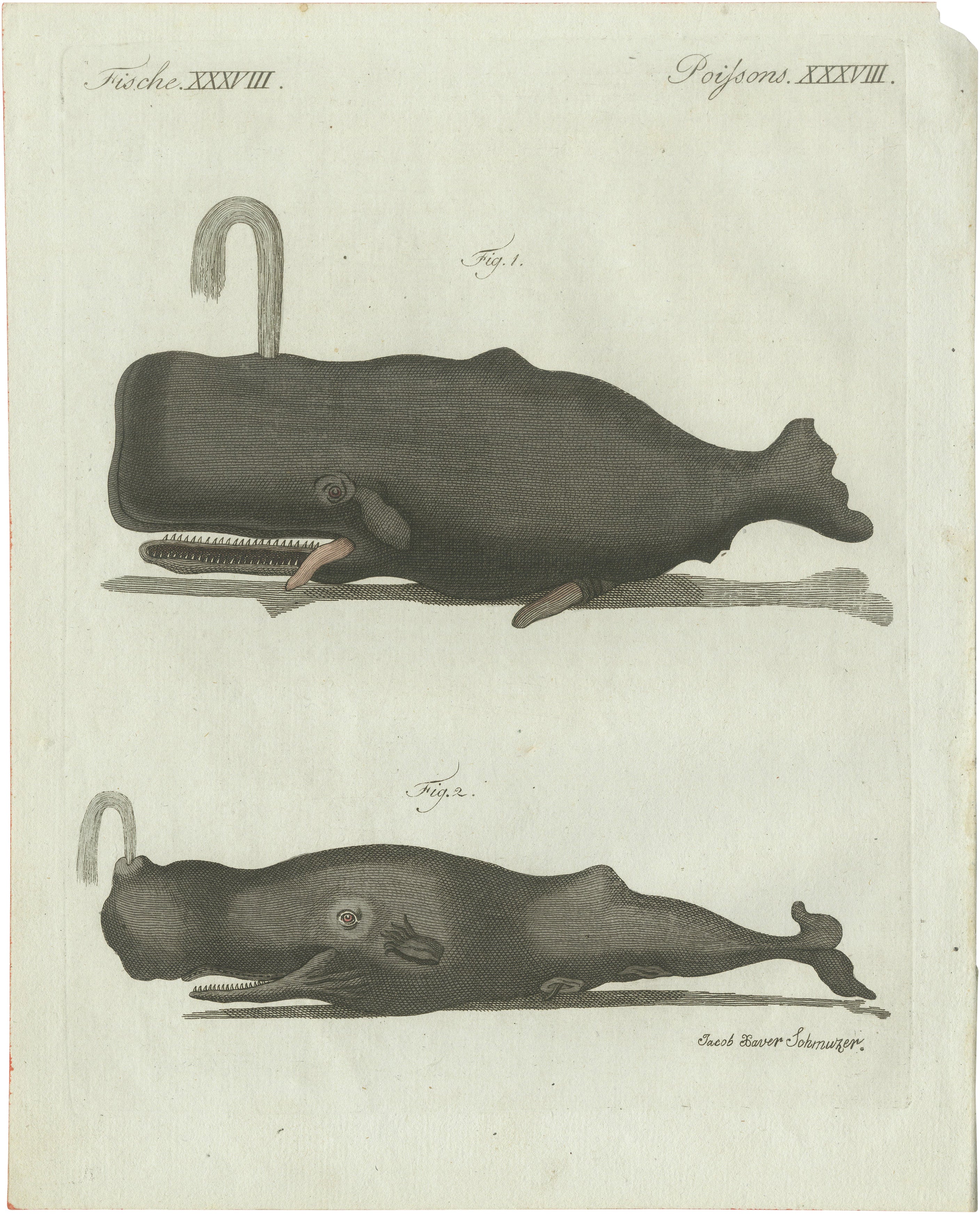Original Antique Print of Two Sperm Whales by Bertuch, c. 1800