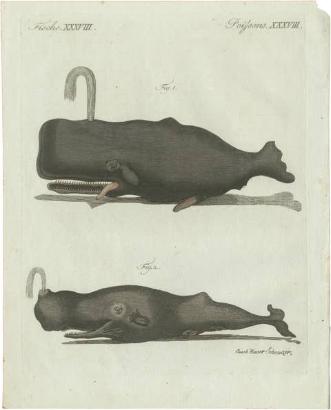 Original Antique Print of Two Sperm Whales by Bertuch, c. 1800
