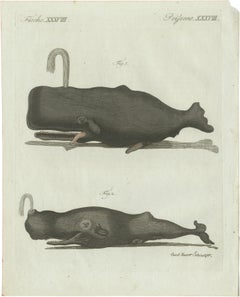 Original Antique Print of Two Sperm Whales by Bertuch, c. 1800