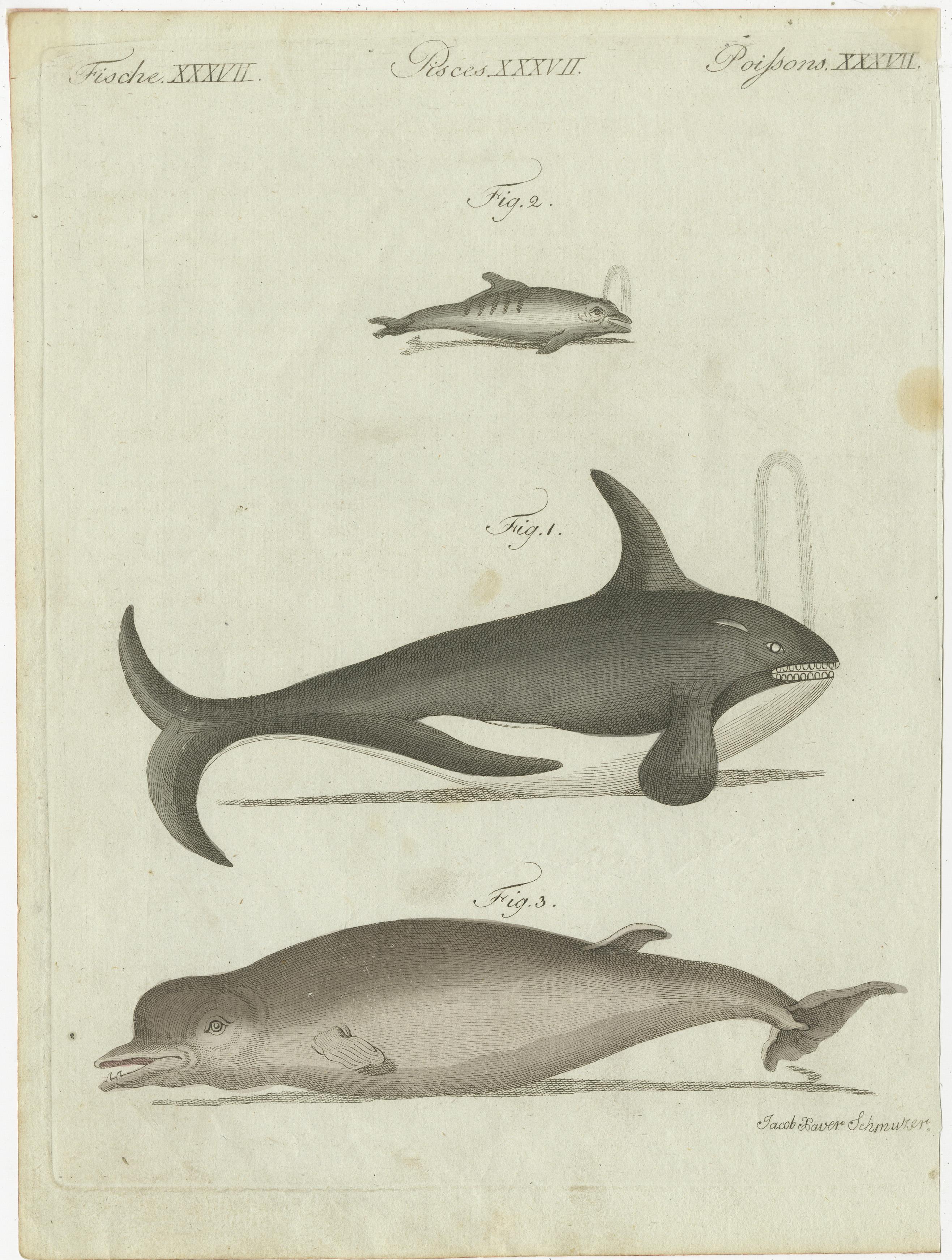 Old print of a fin whale or rorqual, Balaenoptera physalus, endangered 1, bottlenose dolphin, Tursiops truncatus 2, and northern bottle-nosed whale, Hyperoodon ampullatus 3. Most likely originating from an edition of Friedrich Johann Bertuch's