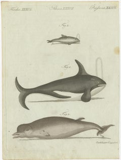 Original Antique Print of Two Whales and Dolphin