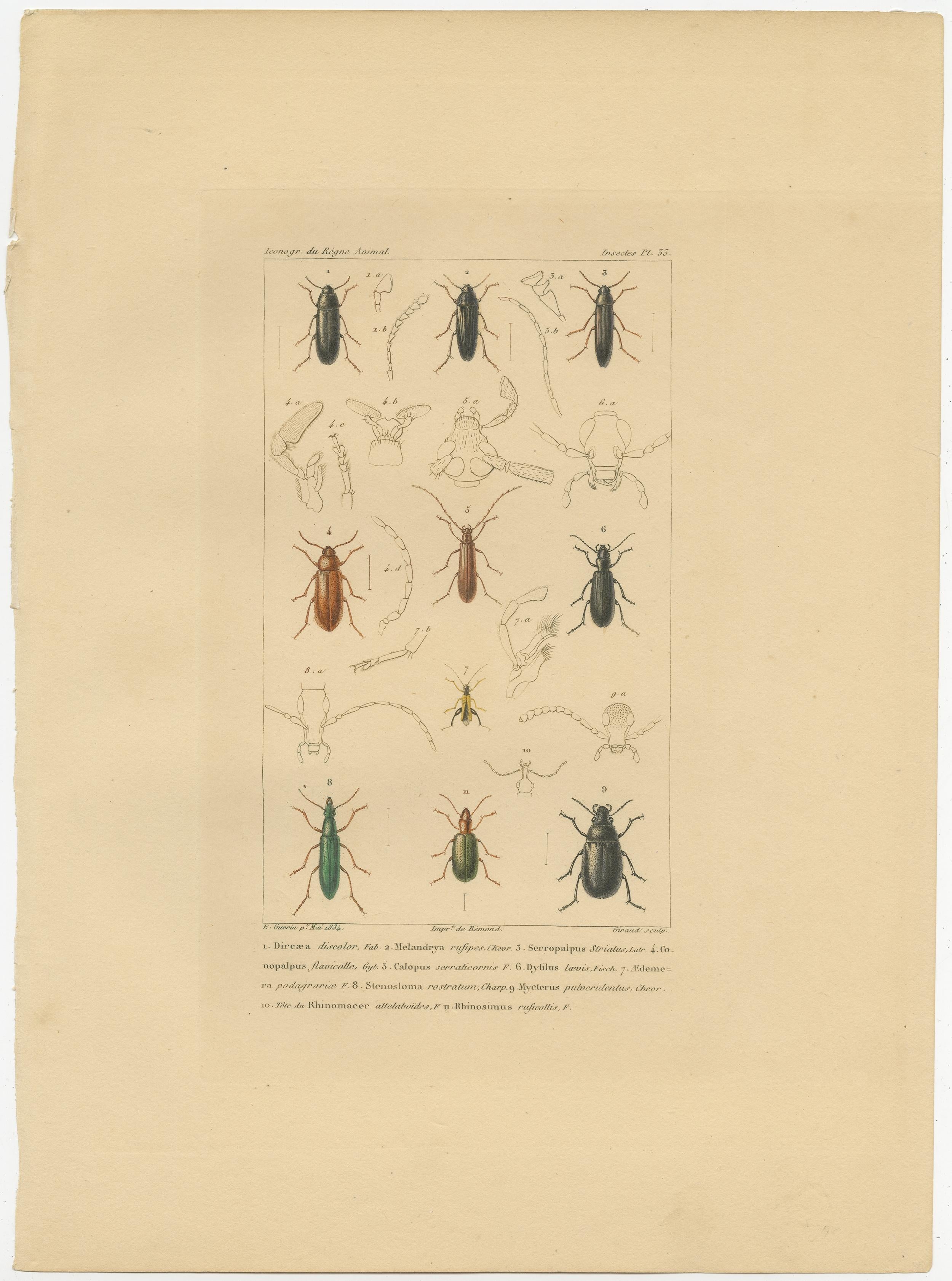 Antique print titled 'Insectes Pl.33'. 

Original antique print of various insects / beetles. This print originates from 'Iconogr. du Regne Animal' published 1834. 

Artists and Engravers: Engraved by Giraud.