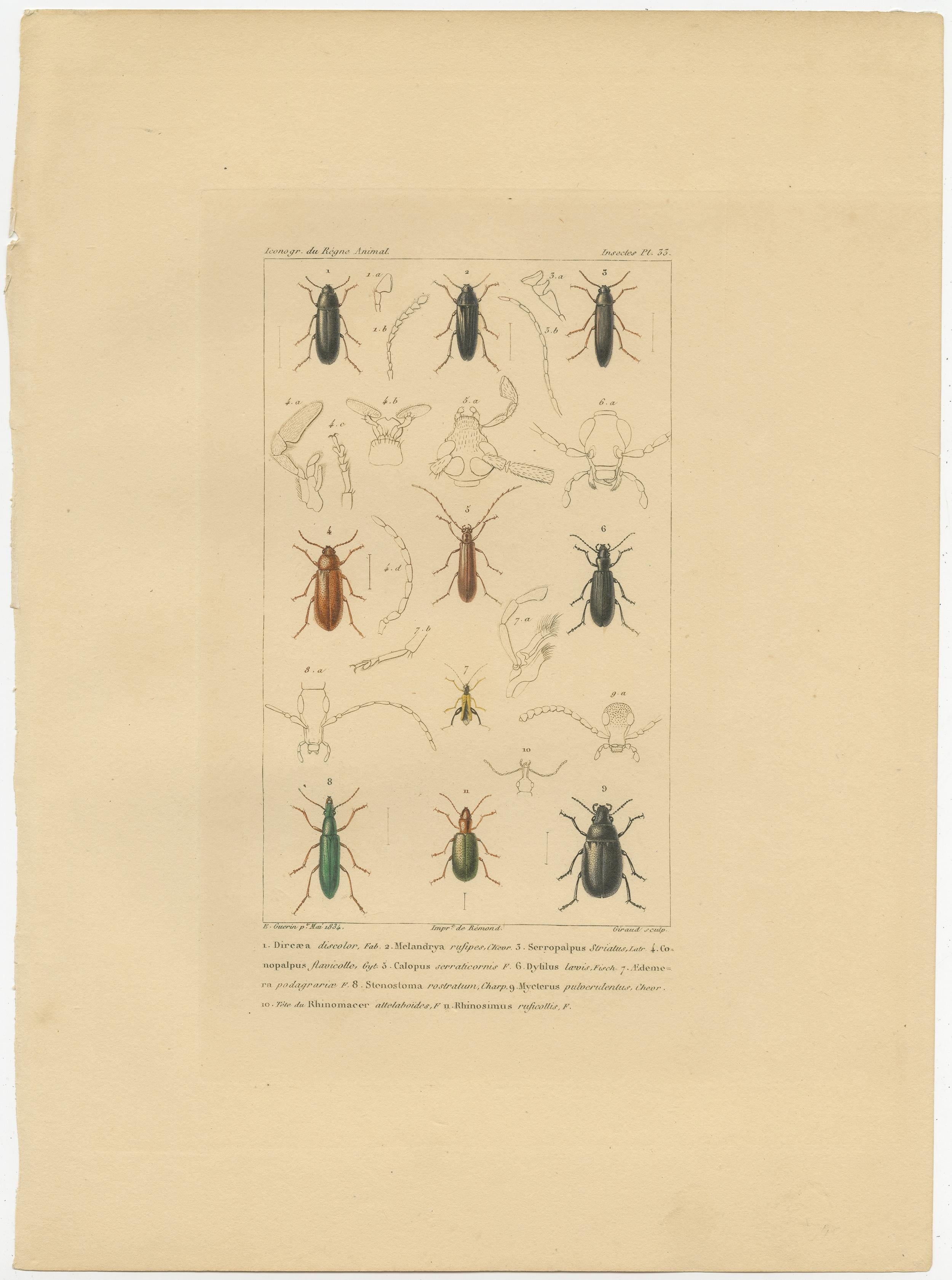 Grabado antiguo titulado 'Insectes Pl.33'. 

Grabado original antiguo de varios insectos / escarabajos. Este grabado procede de 