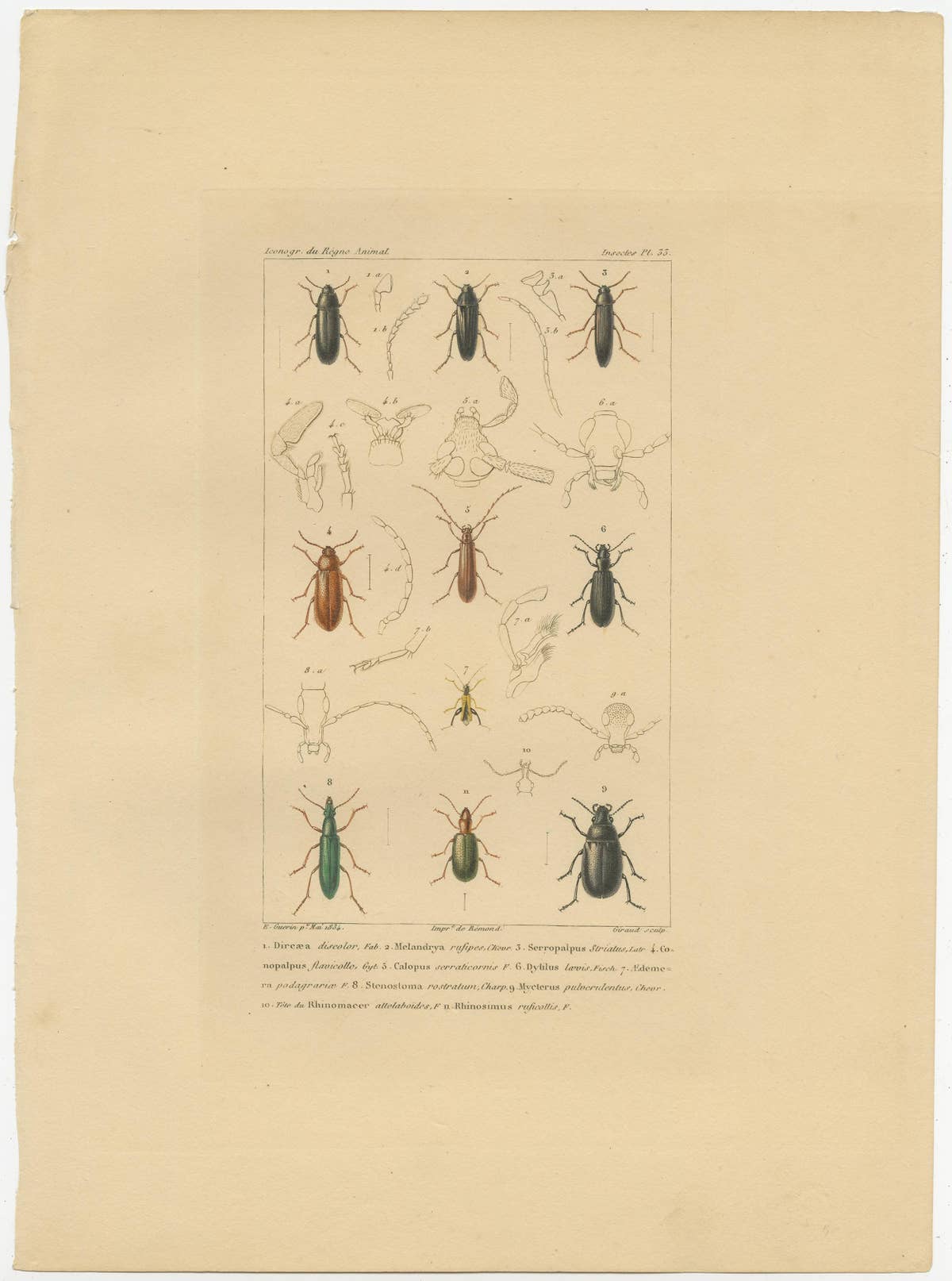 Original Antique Print of Various Beetles and Other Insects, 1834