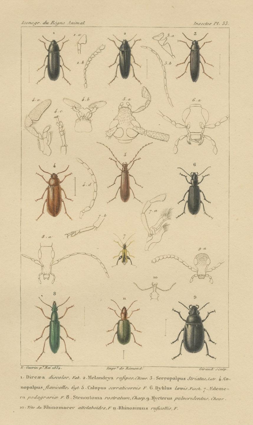 Original Antique Print of Various Beetles and Other Insects, 1834 In Good Condition For Sale In Langweer, NL