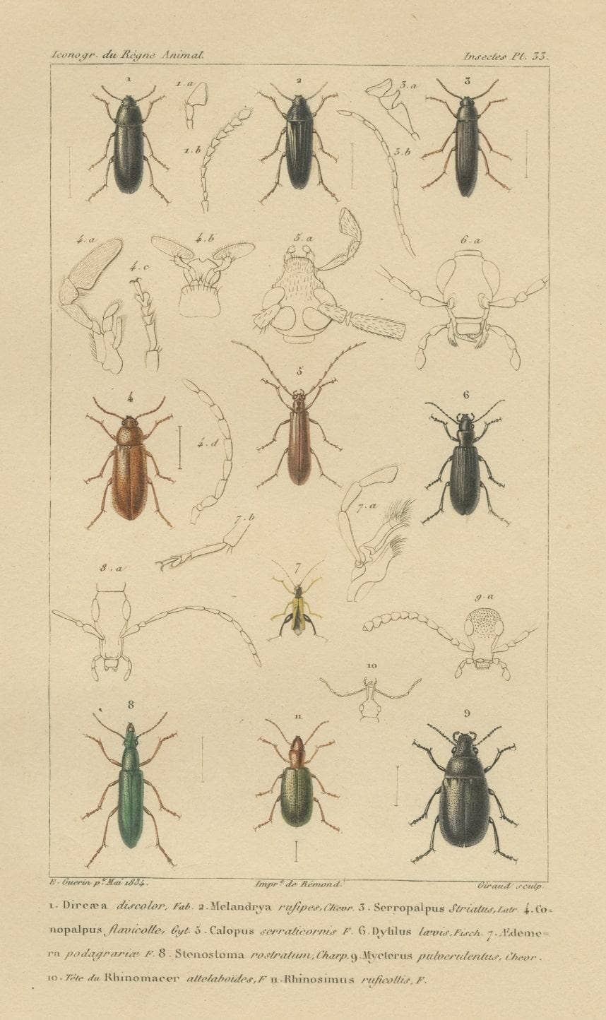 Original Antique Print of Various Beetles and Other Insects, 1834