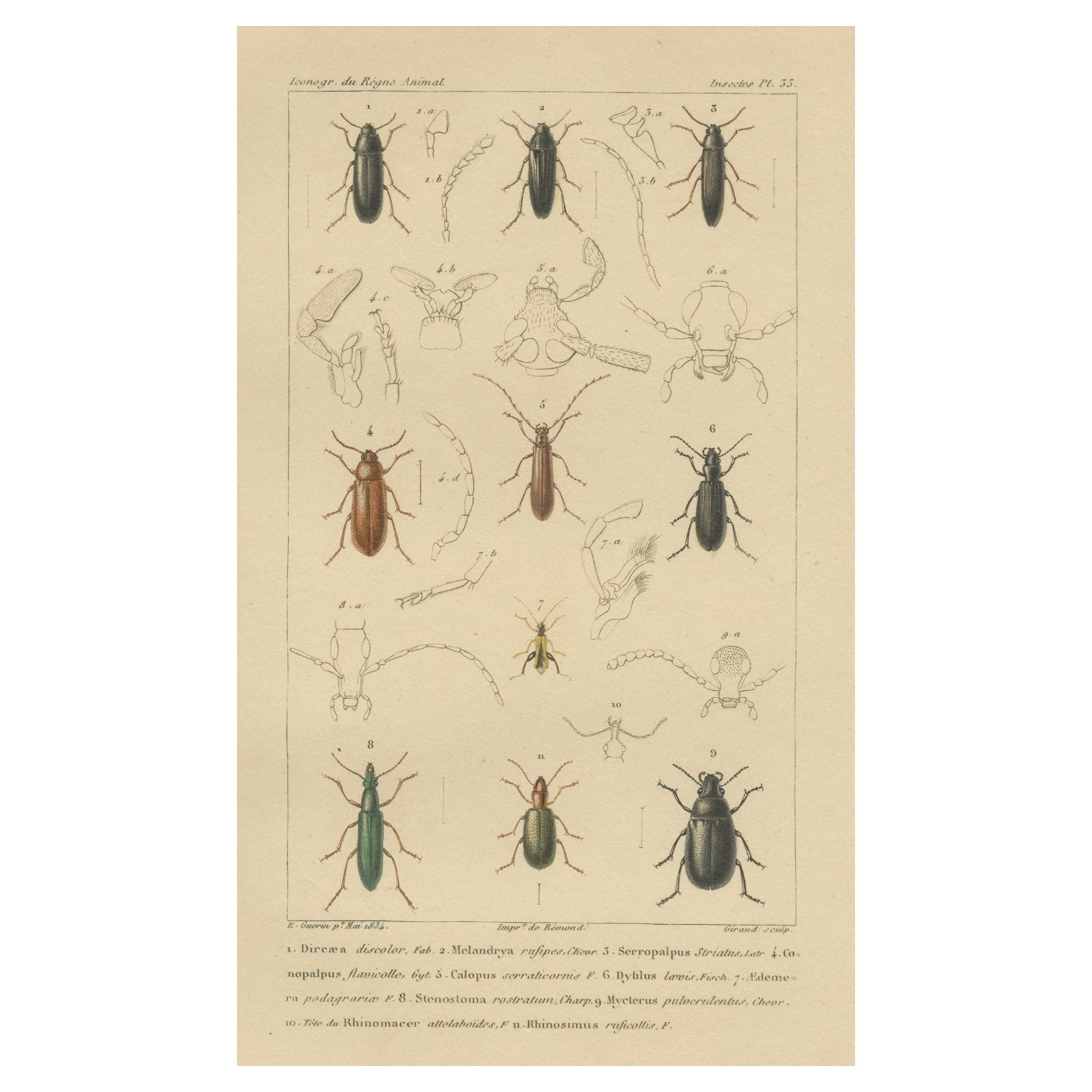 Impression ancienne originale de divers scarabées et autres insectes, 1834 en vente