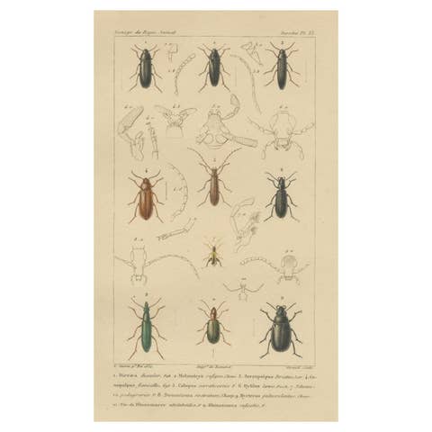Original Antique Print of Various Beetles and Other Insects, 1834