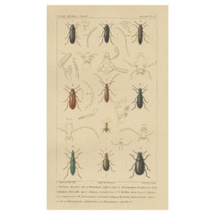 Impression ancienne originale de divers scarabées et autres insectes, 1834
