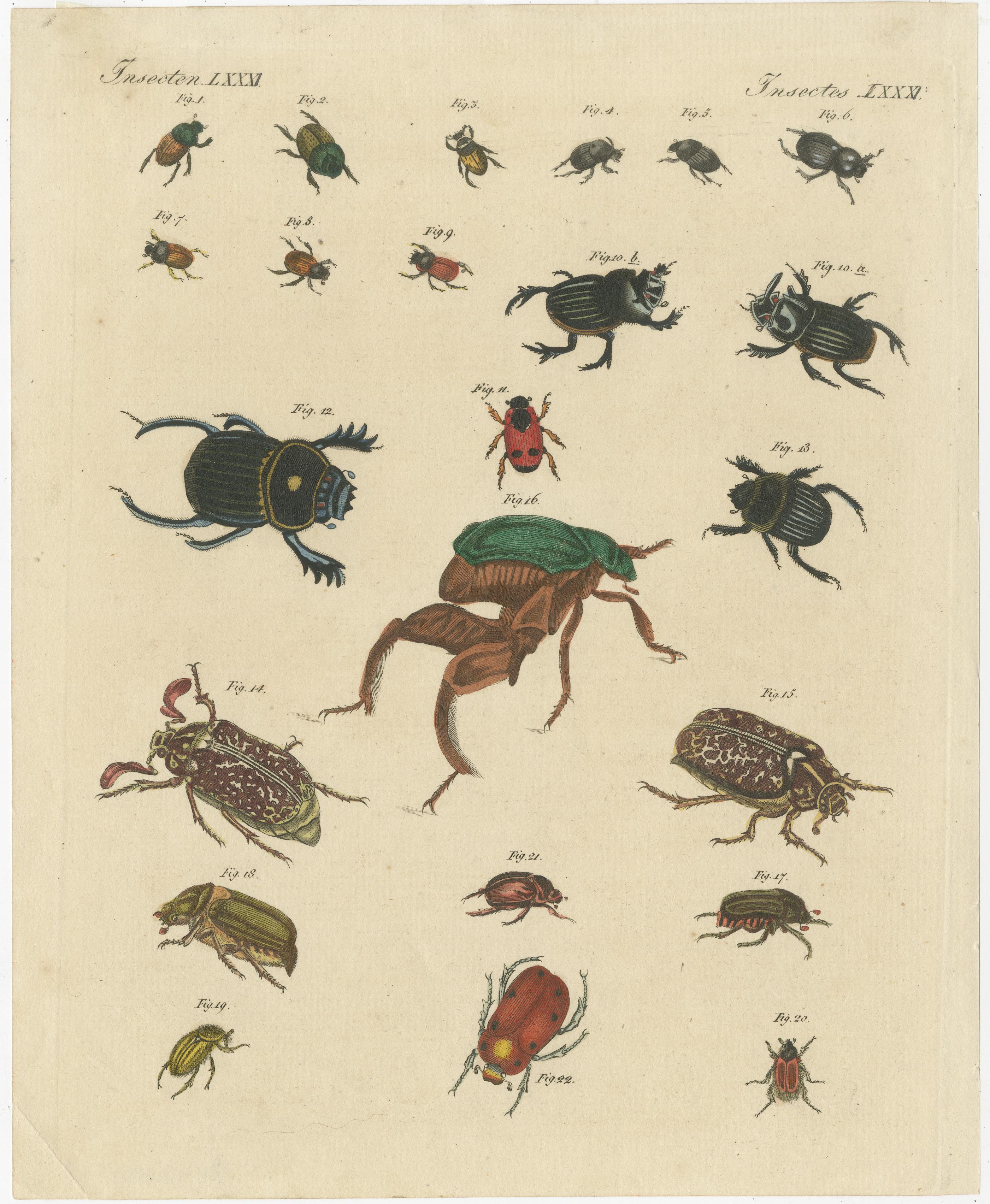 Original antique print of various beetles including the dung beetle. This print originates from 'Bilderbuch fur Kinder' by F.J. Bertuch. Friedrich Johann Bertuch (1747-1822) was a German publisher and man of arts most famous for his 12-volume
