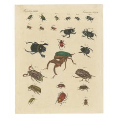 Original Antique Print of various Beetles including the Dung Beetle