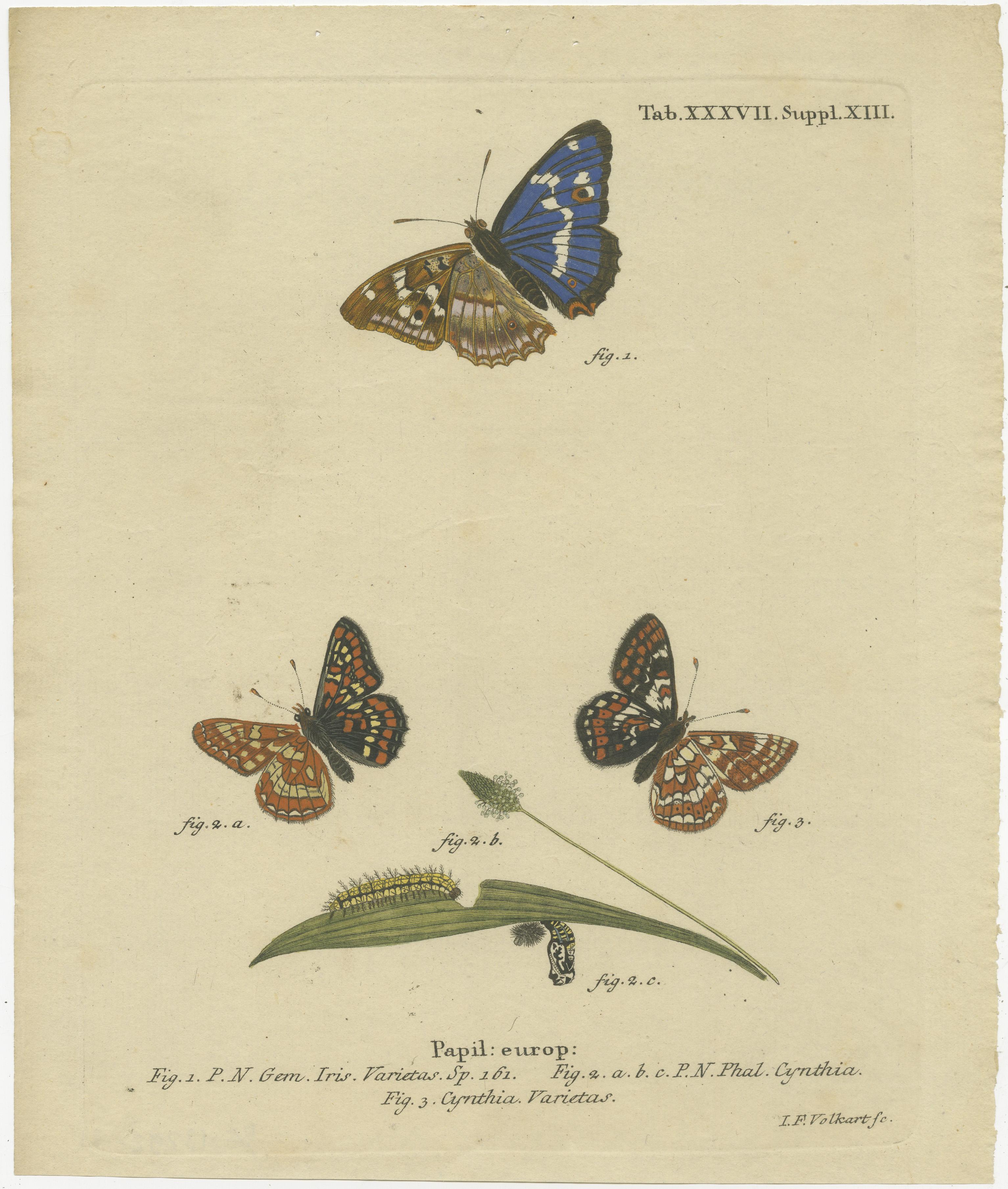Original antique print titled 'Papil: Europ'. This print shows various butterflies. Originates from 'Die Schmetterlinge in Abbildungen (..)' by Eugenius Johann Christoph Esper. Published 1777-1794.

Esper's father was an amateur botanist, who