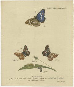 Original Antiker Druck verschiedener Schmetterlinge