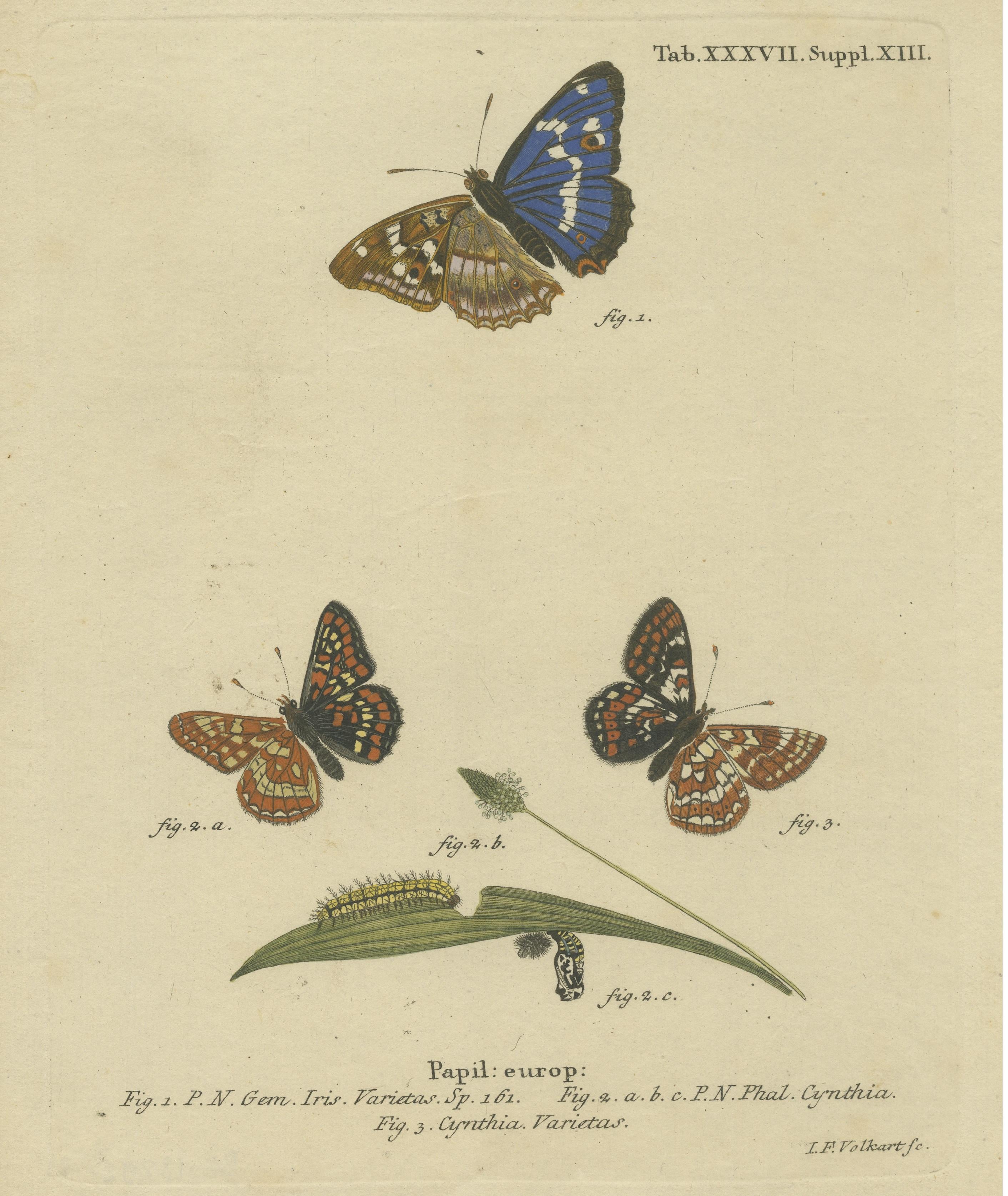Impression originale et ancienne de divers papillons Bon état - En vente à Langweer, NL