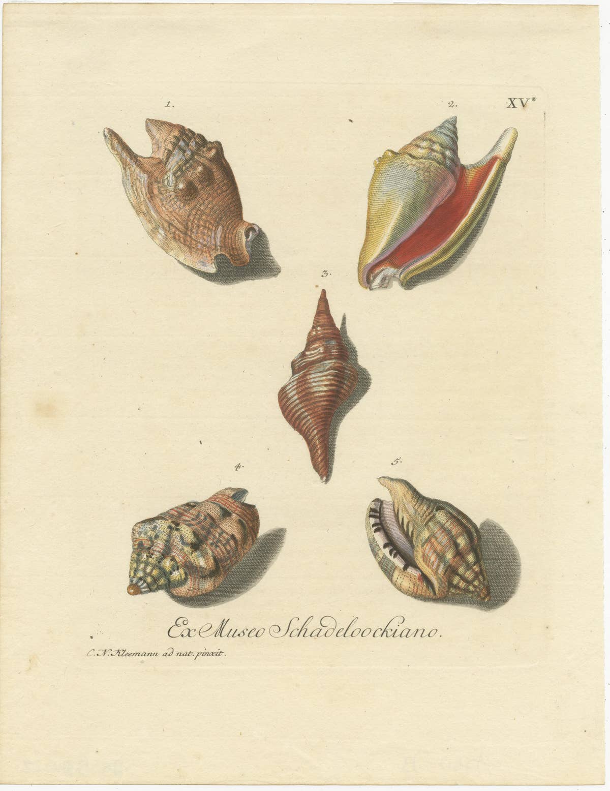 Original Antique Print of Various Seashells by G.W. Knorr, ca.1770