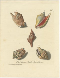 Original Antique Print of Various Seashells by G.W. Knorr