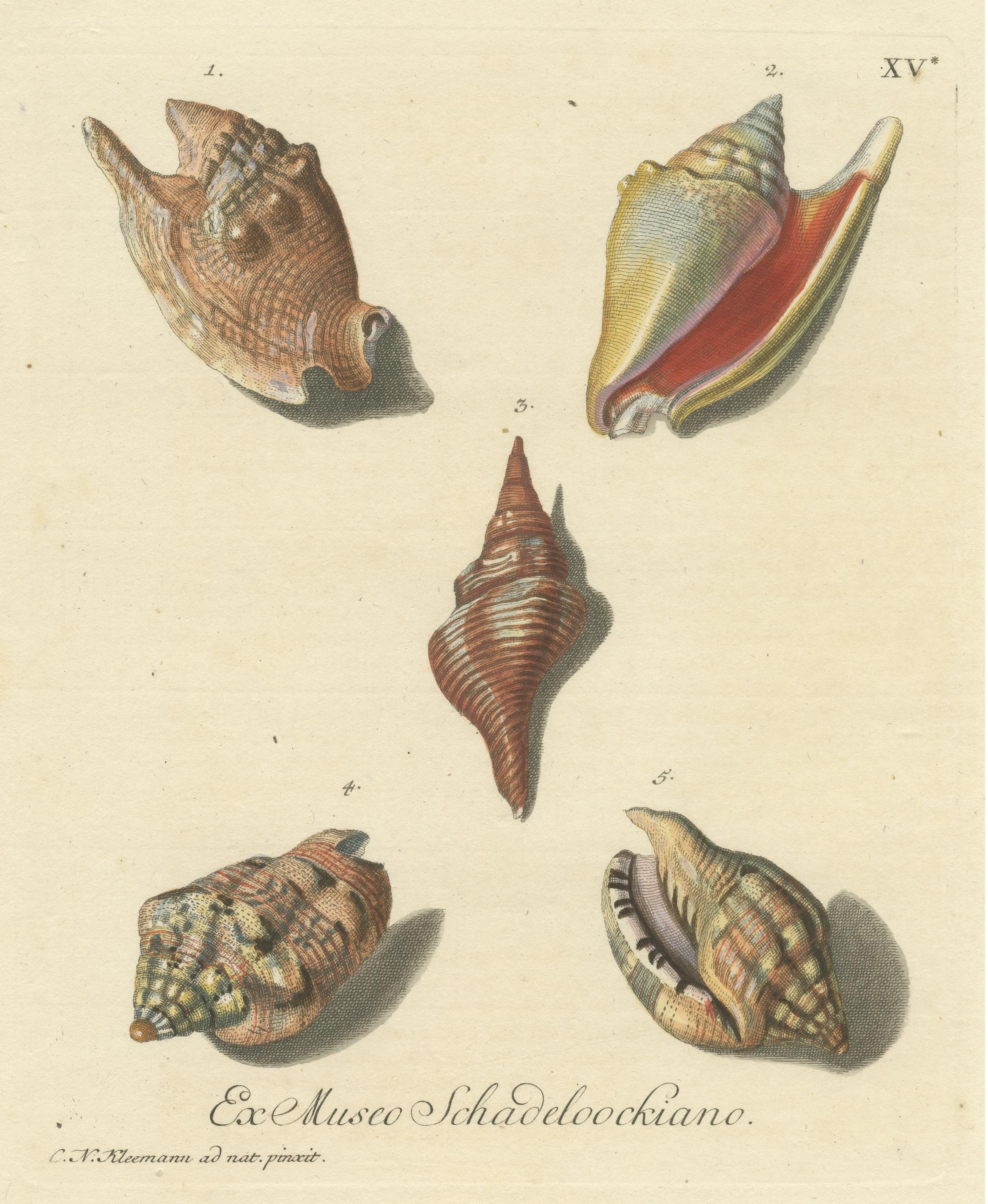 Original Antique Print of Various Seashells by G.W. Knorr In Good Condition For Sale In Langweer, NL