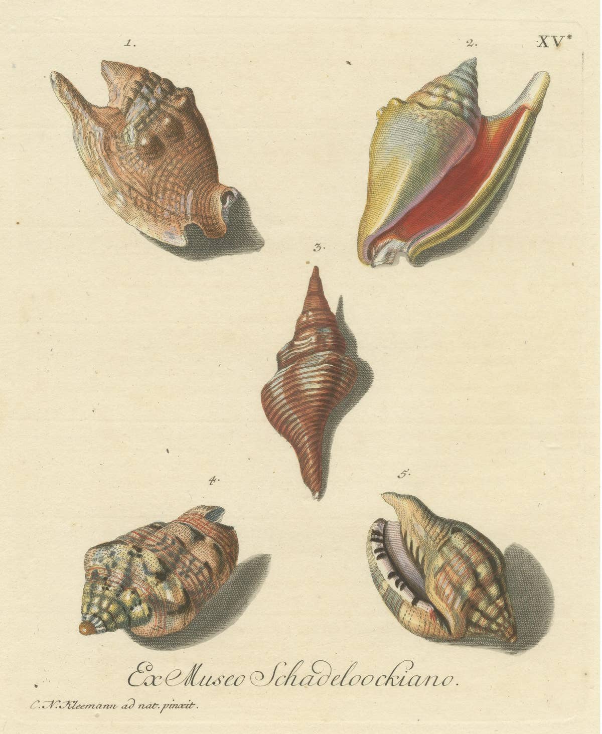 Original Antique Print of Various Seashells by G.W. Knorr, ca.1770