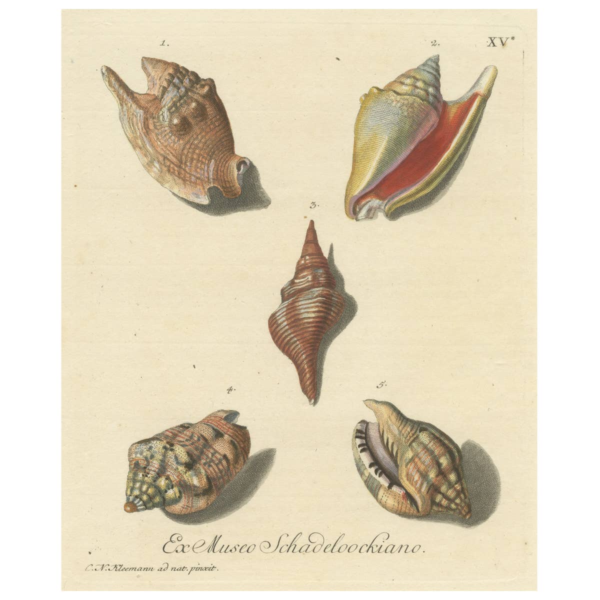 Original Antique Print of Various Seashells by G.W. Knorr, ca.1770