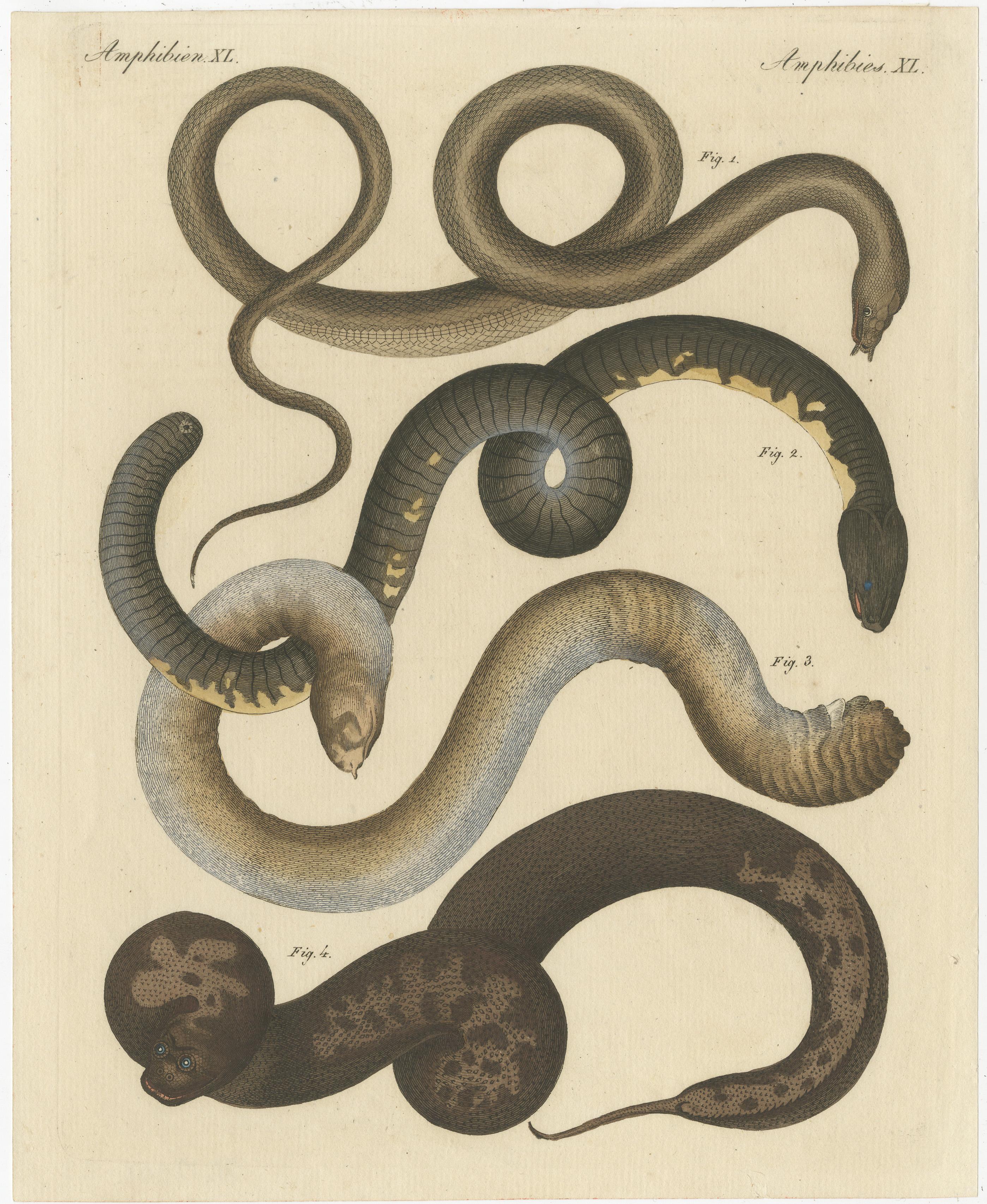Original antique print of various snakes and caecilian species, including the tentacled snake. This print originates from 'Bilderbuch fur Kinder' by F.J. Bertuch. Friedrich Johann Bertuch (1747-1822) was a German publisher and man of arts most