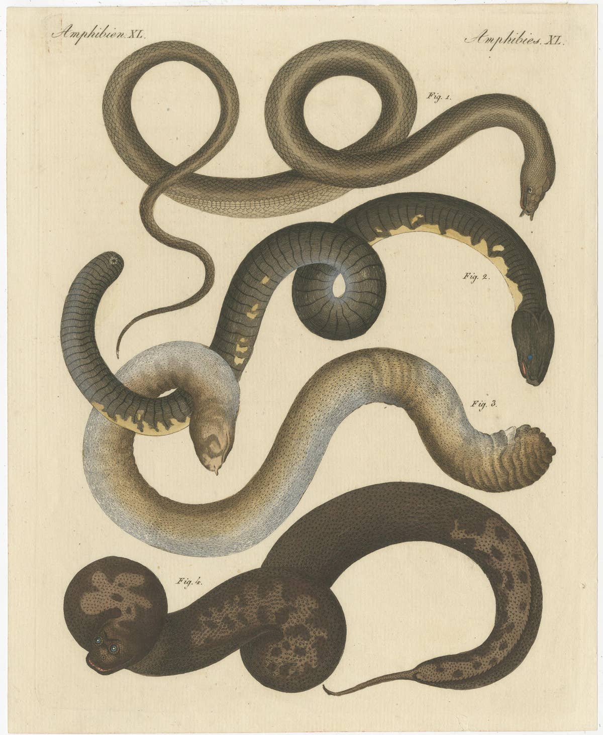 Original Antique Print of Various Snakes and Caecilian Species